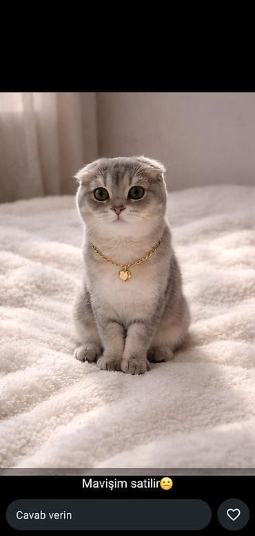 шиншилла кот: Шиншилла, Самец, Для вязки — 1