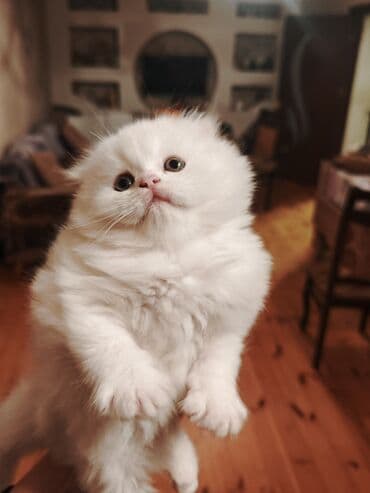 купить британская шиншилла: Шиншилла, Самка — 2