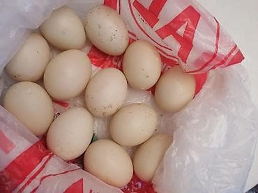 Souslar və ədviyyatlar: Məhsul: ördey yumurtası linda - Rəng: Açıq krem-ağ qabıq - Ölçü: Orta — 2