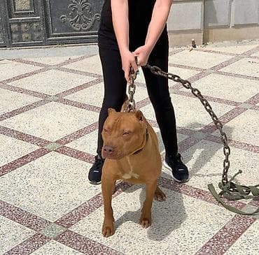 avcarka balasi satisi: Pitbul, 1 ay, Ödənişli çatdırılma — 3
