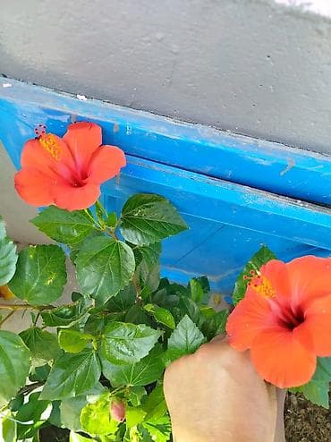kol bitkiləri: Qırmızı hibiskus (Çin qülü) – dekorativ çiçəkli ev və bağ bitkisi - — 3