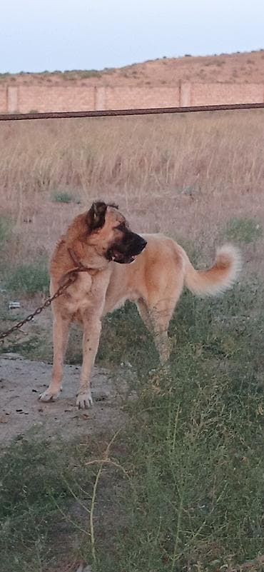 cücə satışı: Гурдбасар, 2 года, Самец, С прививками, Платная доставка — 7