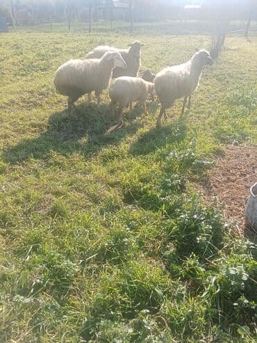 xacmazda satilan inekler: 1ci 2ci 4cü qardilar 470 deylir balali cidi şexsler zeng vursun — 6