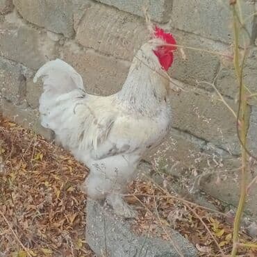 Кошки: Курица, Brama, Для разведения — 6