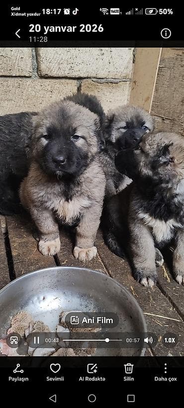 itlerin: Qafqaz çoban iti — 5