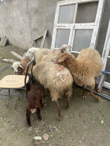 cins ineklerin qiymeti: 1 ədəd qoyun yanında quzu ilə (quzu ərkəkdi) 3 ədəd qoyun boğaz — 7