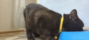 İtlər: Britan, Erkək, Yaxşı əllərə, Ünvandan götürmə — 5