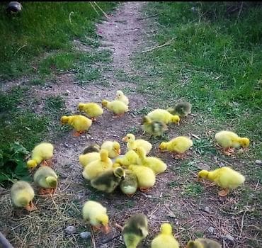 Dişi, | Linda, Damazlıq, Ödənişli çatdırılma, Ünvandan götürmə, Rayonlara çatdırılma