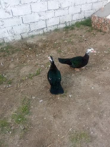 ordek: Iki dene maya satiram zümrüt son 40manat kişi 8ayliq iri heyvanardi - — 2