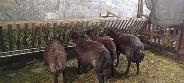 . MORkaravan cinsi, quyruqlu damazlıq cavan heyvandılar. 1 boğazdı