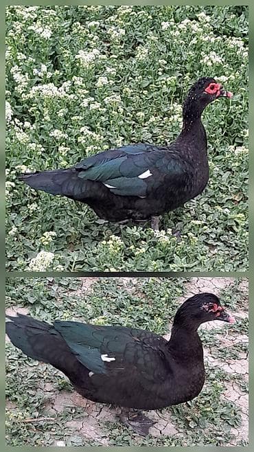 qaqa ördəyi: Erkək, Damazlıq, Pulsuz çatdırılma — 3