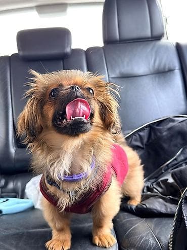 Pekines, 6 ay, Dişi, Peyvəndli