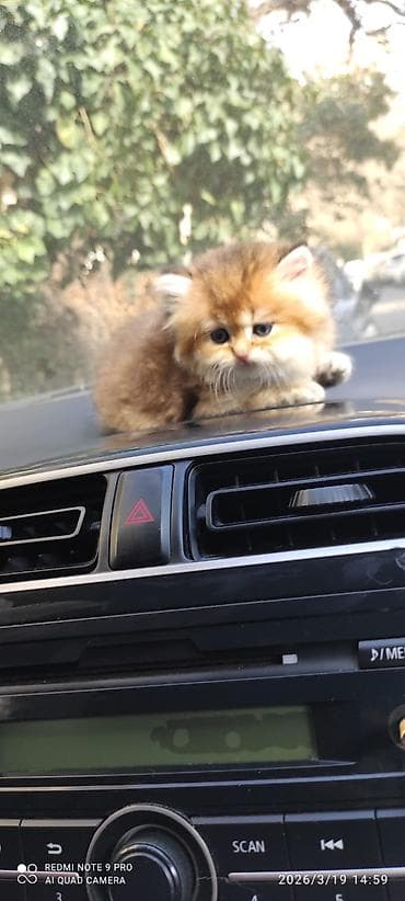 pişim: Britan, Yaxşı əllərə — 2