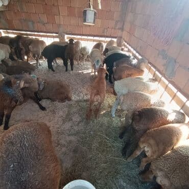 inək satılır binə: Salam əmlik qquzullar satllır ünvan bine atclk 225 den başdıyır 250 ye — 3