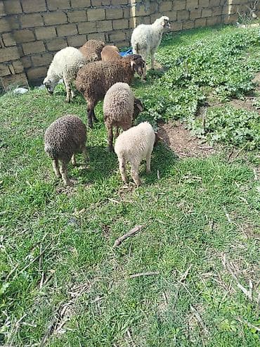 Mal-qara: Qoyun və quzu sürüsü - Şəkillərdə müxtəlif rənglərdə (ağ, qəhvəyi — 3