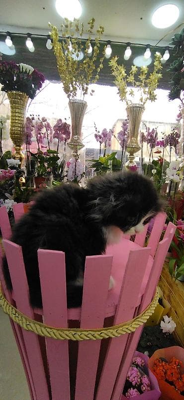 yem qabı: Şotland — 5