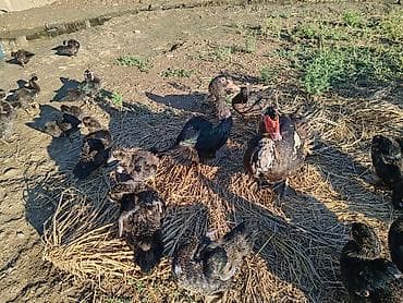 Lal ördək razılaşma yolu ilə nömrədə vatsap yoxdur 40 dənədir 4 — 2