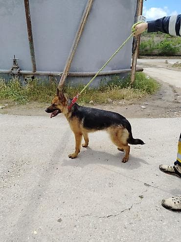 it cinsleri: Alman çoban iti, 2 il, Dişi, Ödənişli çatdırılma — 5