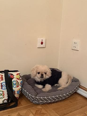 it evləri: 5 aylıq erkek peknes satılır çox ağıllı terbiyəli itdir işlə bağlı — 2