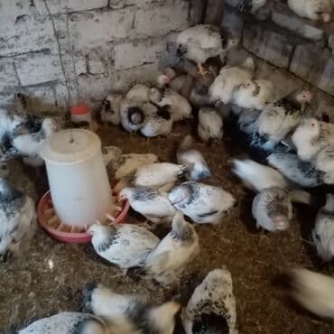 kend teserrufati avadanliqlari satisi: F6-serebrist cücələr satılır vitamin və dərmanlar verilib tam sağlam — 9