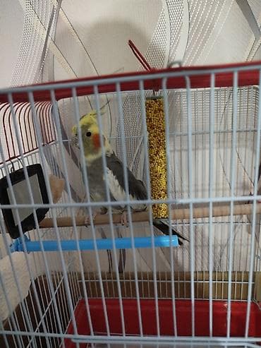 Korella Tutuquşu Danışmır Ötür (Cockatiel) – qəfəs ilə birlikdə -