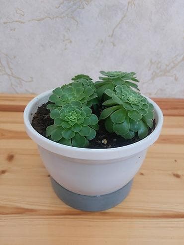 nokia yarpaq: Qapalı güllər – 2 növ dekorativ bitki birgə 1) Aspidistra (Cast Iron — 7