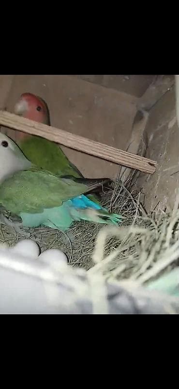 dəvə əti: Məhsul: Cüt sevda quşları (lovebird) Təsvir: - Bir-birinə uyğun cüt — 4