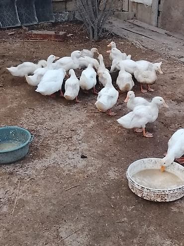 Gəmiricilər: Salam sağlam heyvanlardı Pekin ördəyidi ətlik — 5