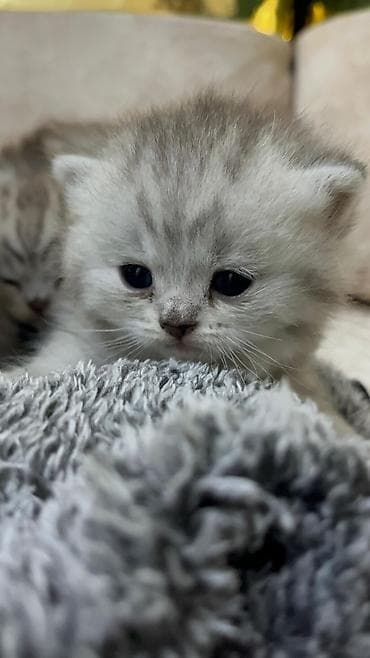 ən gözəl pişik adları: Şotland yastı qulaq — 2