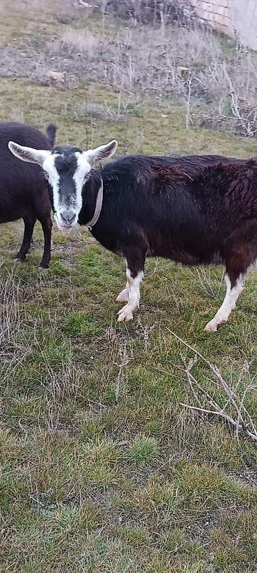 erkəy danalar: Alpin keçi sürüsü satılır. Qiymet 300 den başlayır — 3