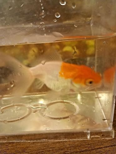 akvarium 120 cm: Oranda, Sülhsevər — 6