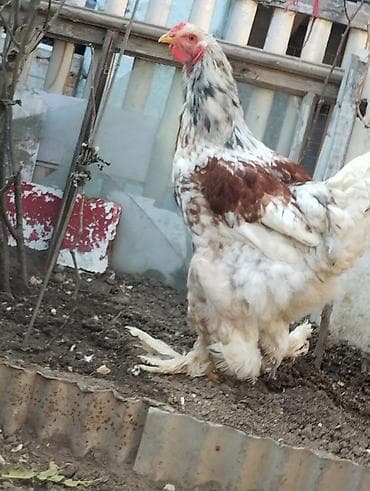 K/t heyvanları üçün mallar: Toyuq, Brama, Damazlıq, Ünvandan götürmə — 3