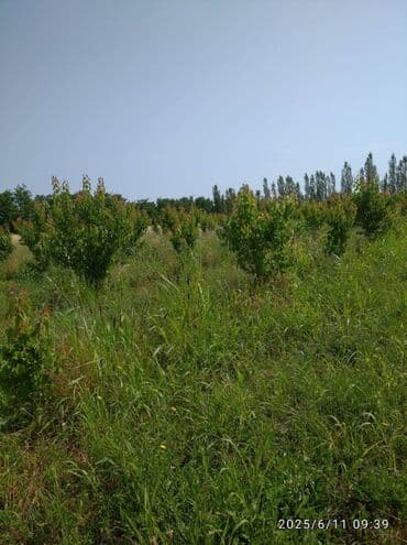 30 mine evler: 240 sot — 2