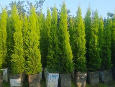 Produkt: Thuja (şam ağacı tipli həmişəyaşıl dekorativ bitkilər)