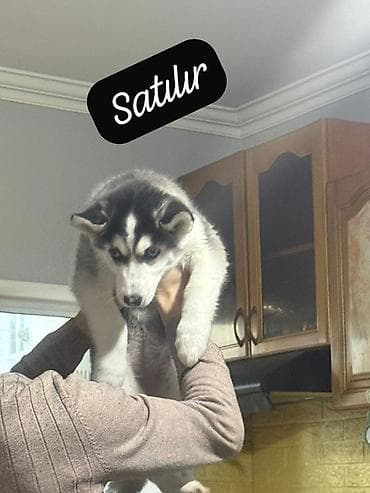 Gəmiricilər: Xaski, 3 ay, Dişi, Peyvəndli, Ünvandan götürmə — 3