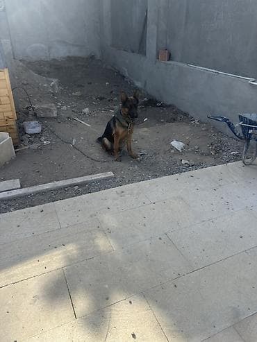 gencede heyvanlar: Alman çoban iti — 3