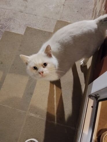 İtlər: Erkək, Yaxşı əllərə — 2