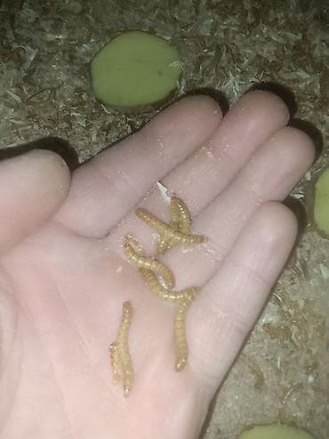 Canlı yem – un qurdları (Tenebrio molitor) 2 qepik ededi - Ev quşları