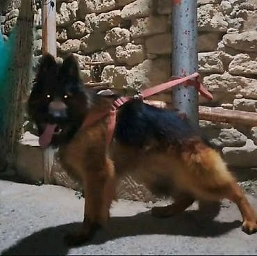 heyvan rezini: Alman çoban iti, 1 ay, Ödənişli çatdırılma — 5