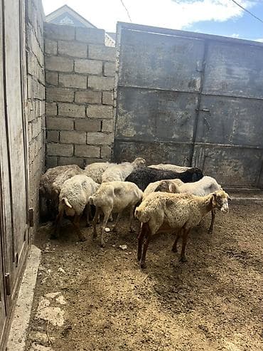 Qoyun sürüsü – yerli cinslər qarışıq - Şəkillərdəki kimi 12 başa — 8