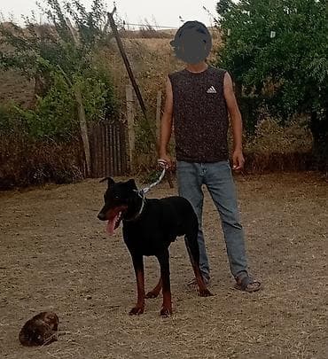 malta bolonka: Doberman, 7 ay, Erkek, Peyvəndli, Ödənişli çatdırılma — 1