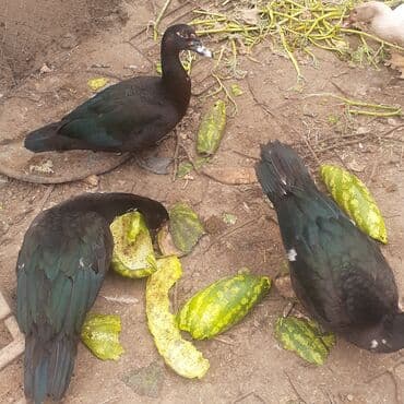 kayuqa ordək: Lal ördəklər macar sortu zümrüdü mirvari göy rəng balalarda satılır — 11