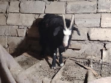 Pişiklər: Salam təcili satilir yemdi otdu hansi yaxsi yeyir — 1