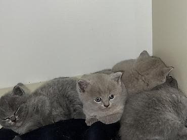 pisik latoku: Britan — 2