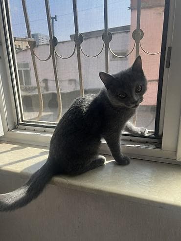 darling pişik yemi: Sahibləndirilir Xüsusiyyətlər: - Oynağan və mehriban xarakter; qucağı — 3