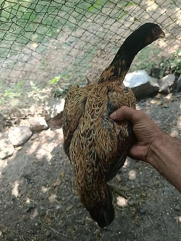 balaca it: Toyuq, Damazlıq — 7