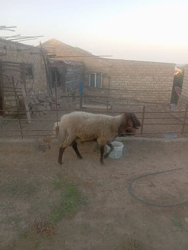 cins ineklerin qiymeti: Salammeleykim.Damazliq Qoc Satilir.Qiy.1000 Azn.Buzovna.050-724-18-12 — 2