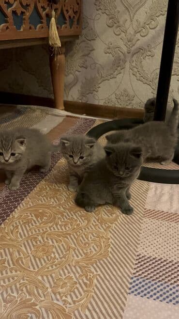 кот для вязки: Британская, Самец, Самка, Самовывоз — 7