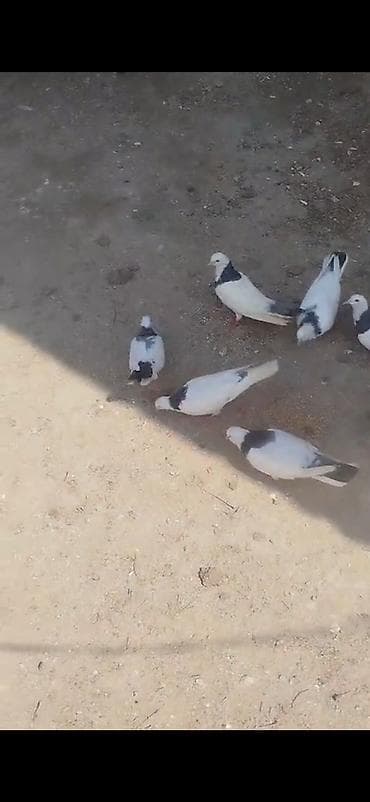 göyercinler: Salam.Alekum 7eded boynugullu satilir tergizilir hamsi bir nesildi — 2