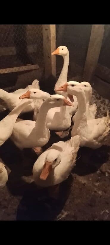 cücə satışı 2023: Məhsul: Ağ qazlar (sürülü) Linda ailesi 8 ayligdilar 12 ededdir — 3